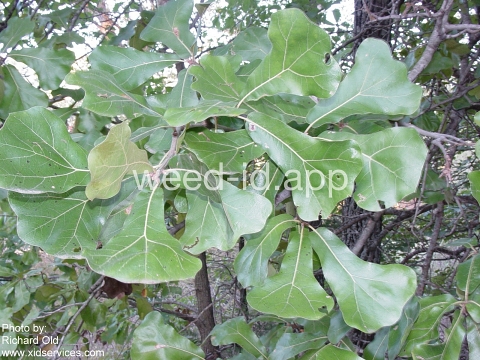 oak, blackjack